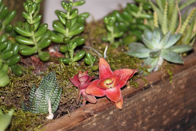 Whimsical Centerpieces