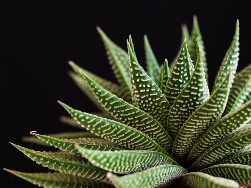 Plant Wall